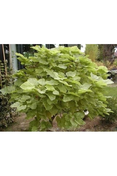 Декоративна крона катальпи на  штамбі